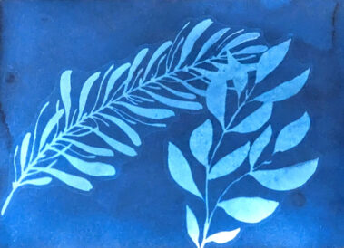Plants on Photo Paper